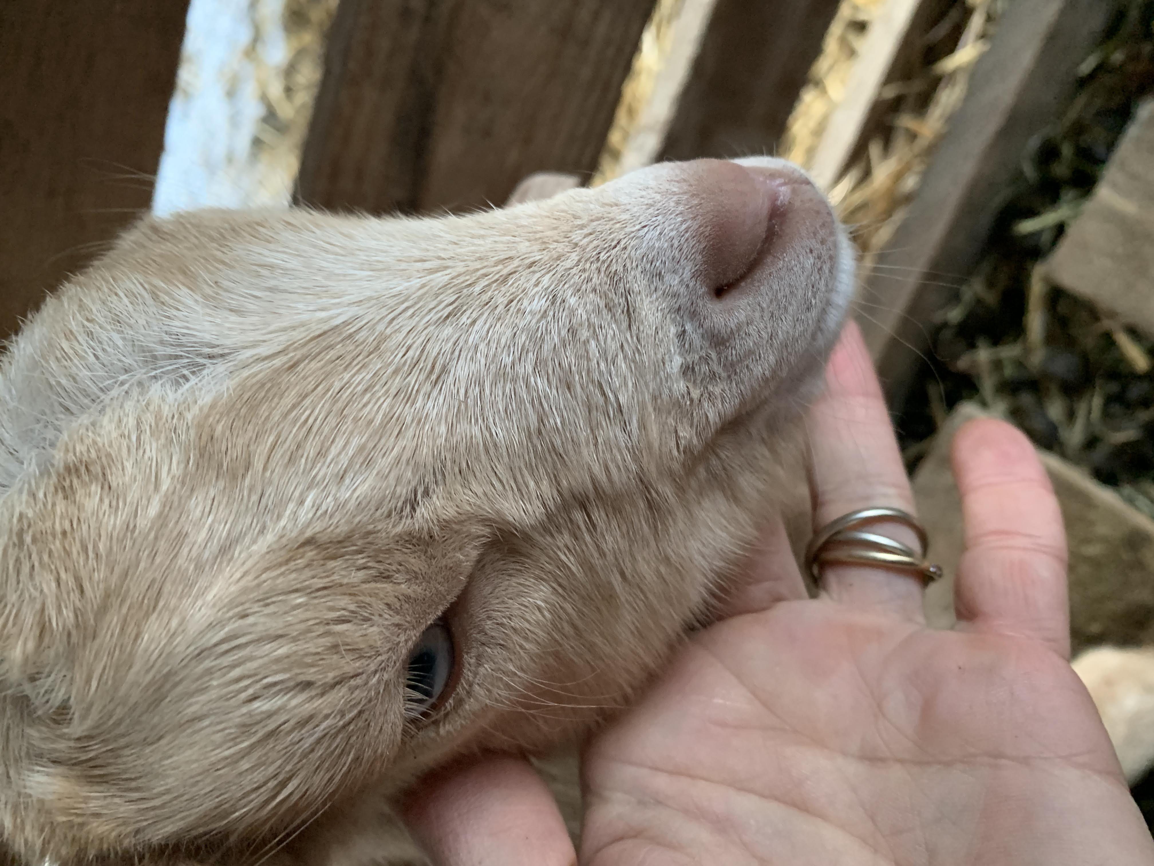 baby goats